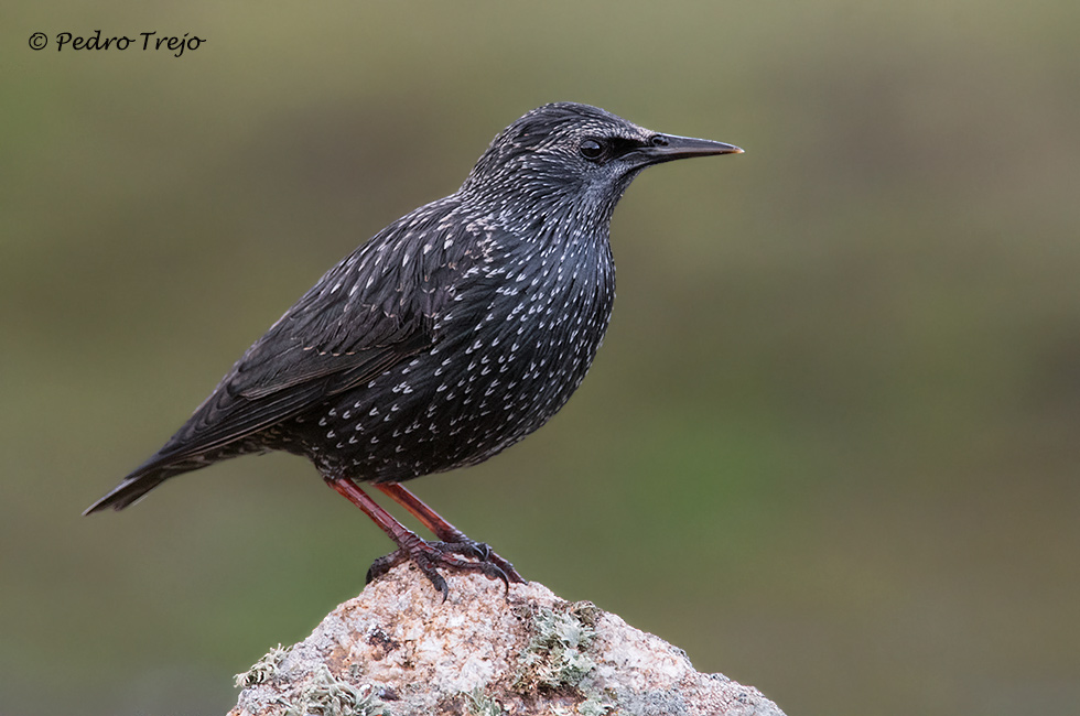 Estornino negro (Sturnus unicolor)